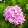 Hortensja ogrodowa Bouquet Rose poj, 2L