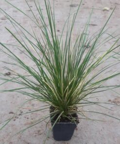 Śmiałek darniowy 'Northern Lights' P9/C1 - obrazek 3