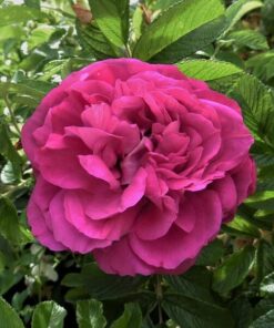 Alternative view of Róża wielkokwiatowa 'Purple Orient' poj, 4l