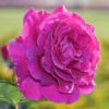 Róża wielkokwiatowa 'Purple Orient' poj, 4l