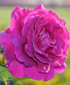 Róża wielkokwiatowa 'Purple Orient' poj, 4l