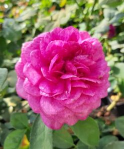 Róża wielkokwiatowa 'Purple Orient' poj, 4l - obrazek 3