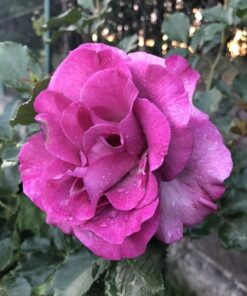 Róża wielkokwiatowa 'Purple Orient' poj, 4l - obrazek 4