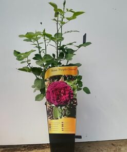 Róża wielkokwiatowa 'Purple Orient' poj, 4l - obrazek 5