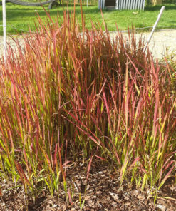 Imperata cylindryczna 'Red Baron' P9/C1