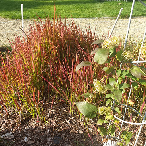 Imperata cylindryczna 'Red Baron' P9/C1 - obrazek 3
