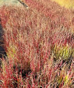 Alternative view of Imperata cylindryczna 'Red Baron' P9/C1