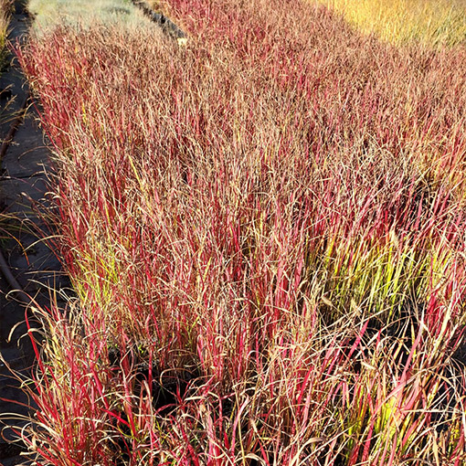 Imperata cylindryczna 'Red Baron' P9/C1 - obrazek 2