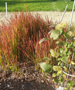 Imperata cylindryczna 'Red Baron' poj. 4L - obrazek 3
