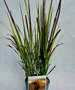 Imperata cylindryczna 'Red Baron' poj. 4L - obrazek 4