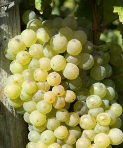 Winorośl Lilla WĘGIERSKI poj. 2L