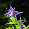 Clematis 'Maidwell Hall' poj, p9/C1
