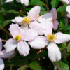 Clematis górski Montana ‘Tetrarose’ poj. P9/C1