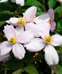 Clematis górski Montana ‘Tetrarose’ poj. P9/C1