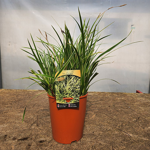 Turzyca Morrowa 'Ice Dance' poj, 4L - obrazek 3
