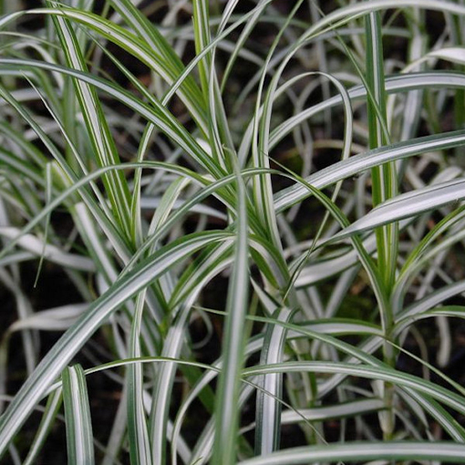 Turzyca palmowa Variegata poj, C2
