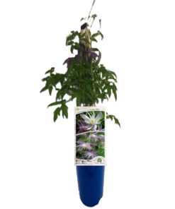 Clematis botaniczny Violet Pink PEŁNY poj. 4L - obrazek 7