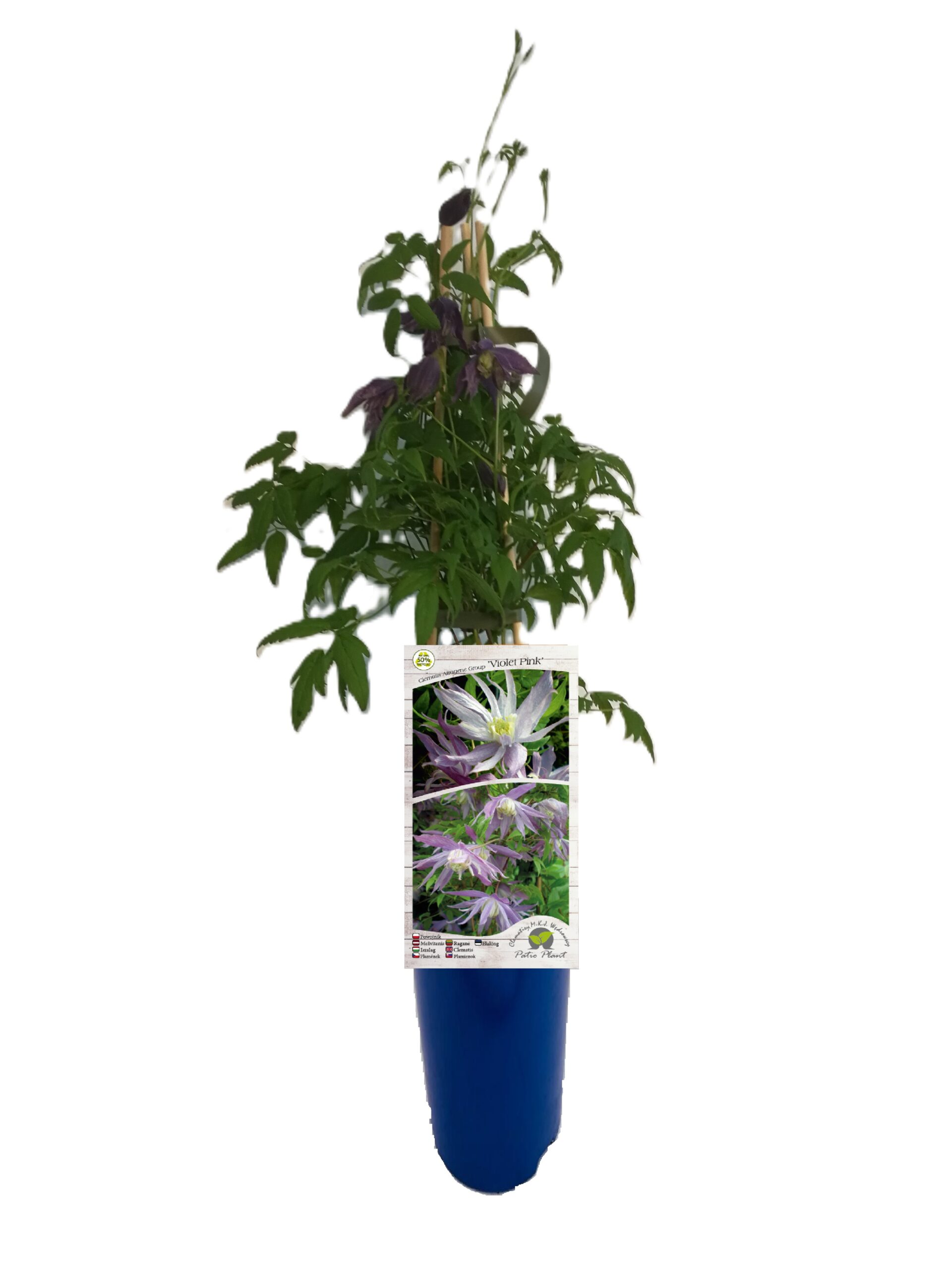 Clematis botaniczny Violet Pink PEŁNY poj. 4L - obrazek 7