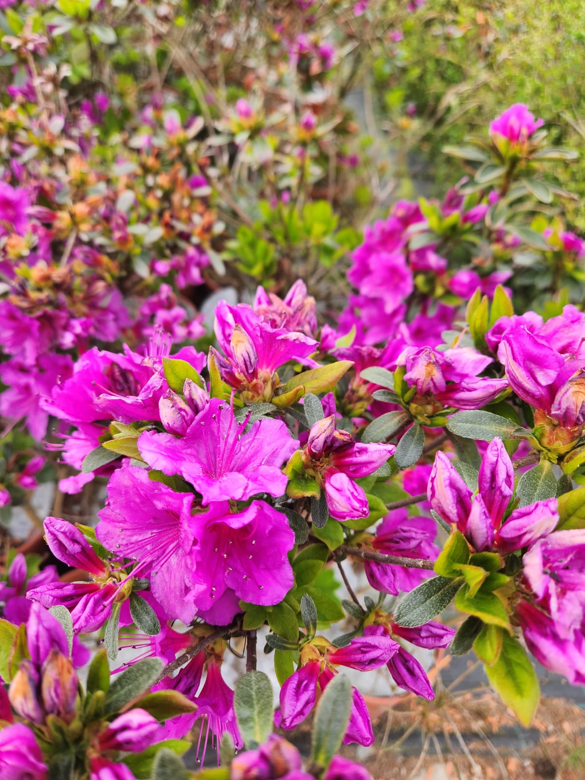 Rododendron (Azalia) 'Koningstein' poj, 4L - obrazek 4