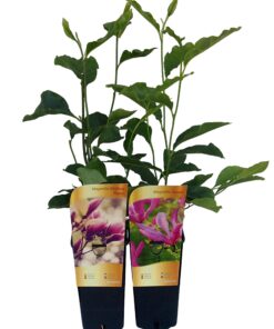Magnolia purpurowa 'Nigra' P9/C1 - obrazek 4