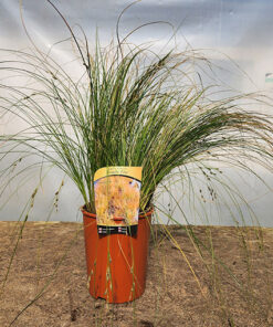 Turzyca ceglasta PRAIRIE FIRE poj, 4L - obrazek 3