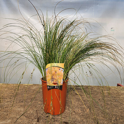 Turzyca ceglasta PRAIRIE FIRE poj, 4L - obrazek 3
