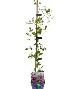 Alternative view of Clematis Mary Rose poj, 4L