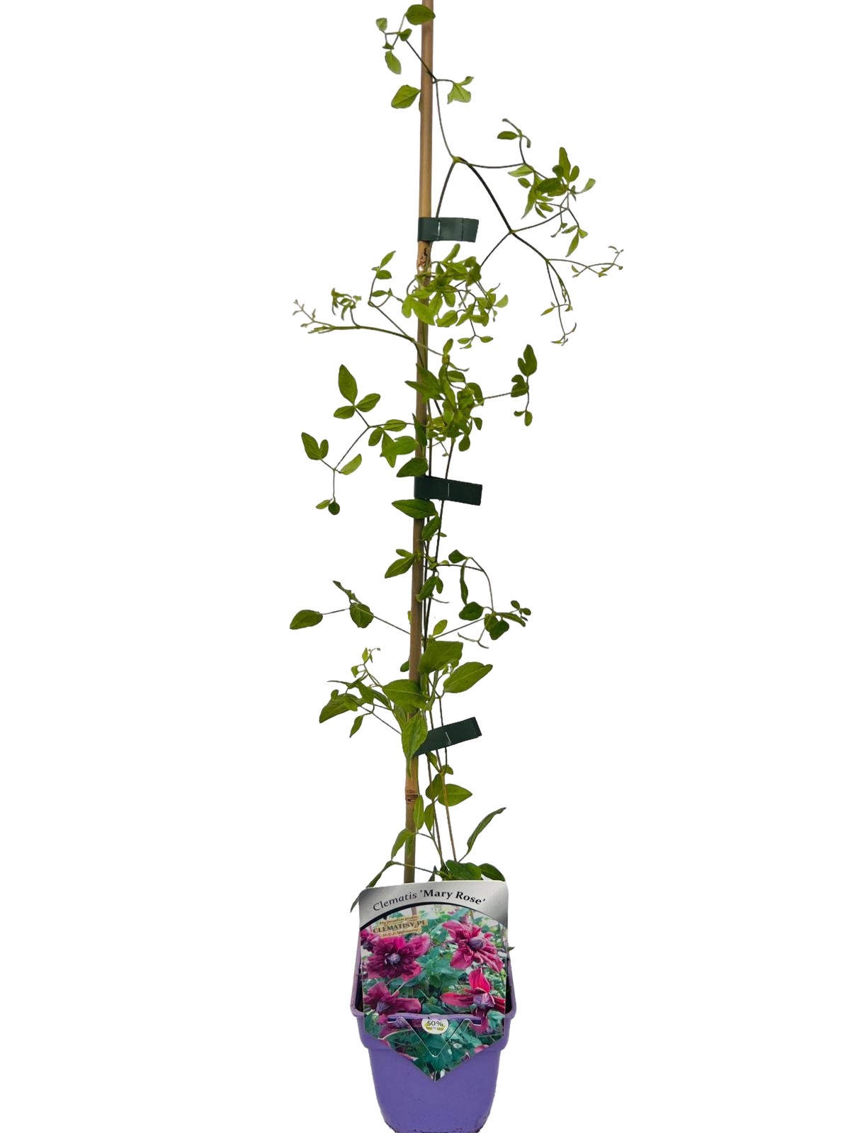 Clematis Mary Rose poj, 4L - obrazek 2