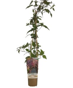 Clematis Montana 'Broughton Star' P9/C1 - obrazek 3