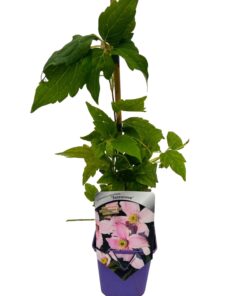 Clematis górski Montana ‘Tetrarose’ poj. P9/C1 - obrazek 4