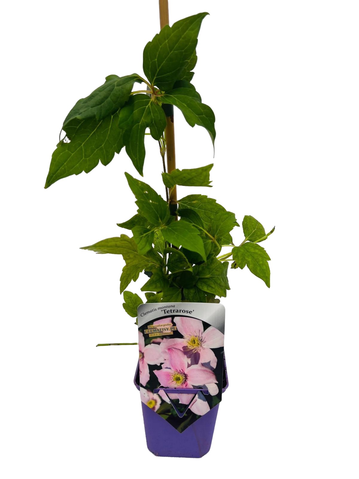 Clematis górski Montana ‘Tetrarose’ poj. P9/C1 - obrazek 4