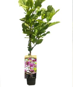 Magnolia 'George Henry Kern' poj, 2L - obrazek 4