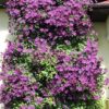 Clematis Polish Spirit poj, 4L