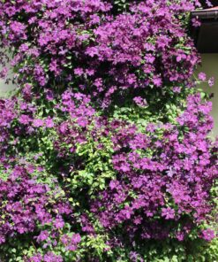 Clematis Polish Spirit poj, 4L