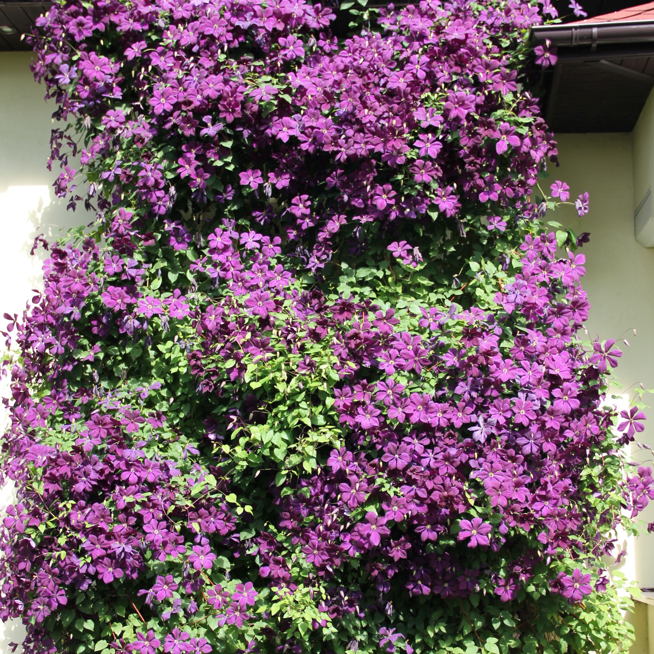 Clematis Polish Spirit poj, 4L