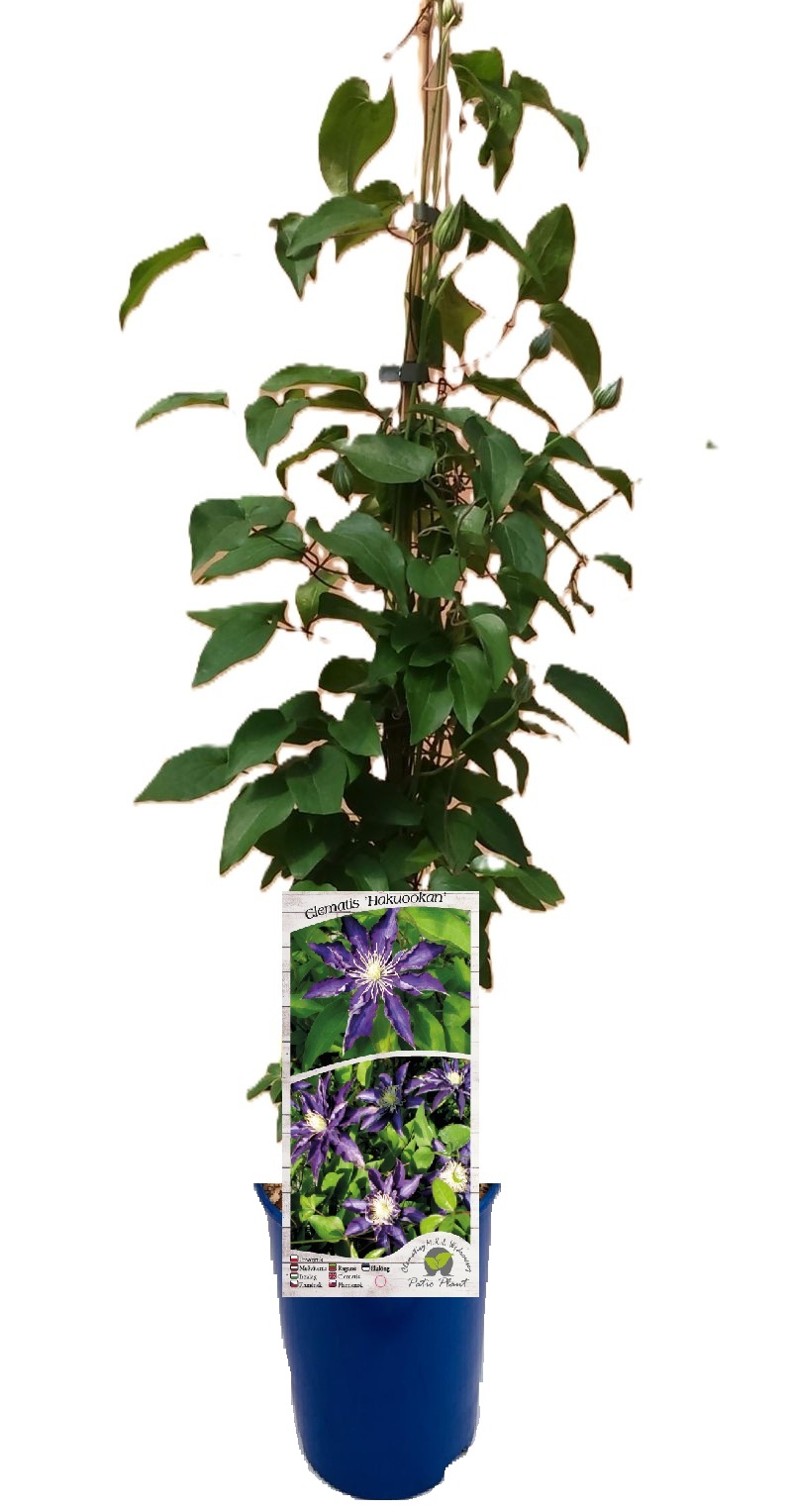 Clematis Hakuookan (wielkokwiatowy) poj. 4L - obrazek 4
