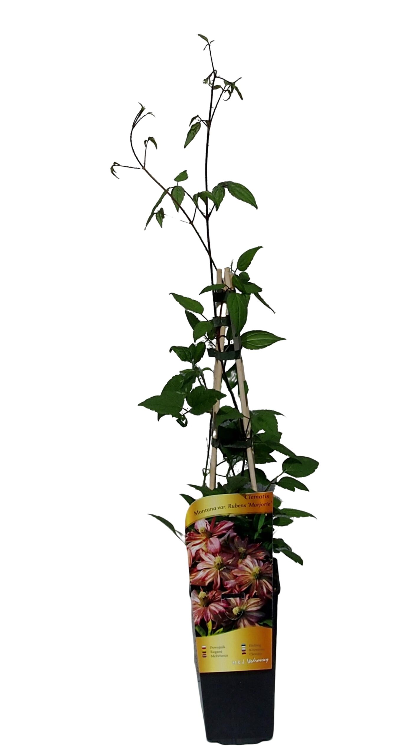 Clematis Montana Marjorie (górski) poj. 2l - obrazek 3