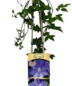 Clematis Elsa Spath poj, 2 L - obrazek 3