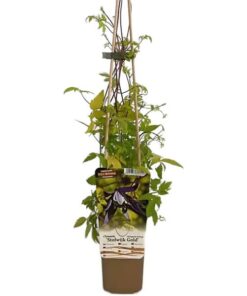 Clematis Stolwijk Gold P9/C1 - obrazek 3