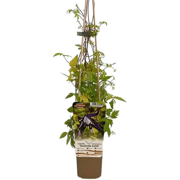 Clematis Stolwijk Gold P9/C1 - obrazek 3