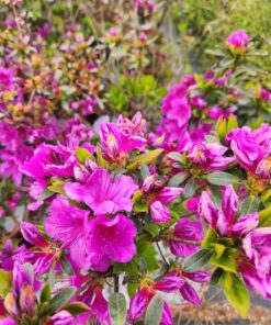 Rododendron (Azalia) 'Koningstein' poj, 2L - obrazek 4