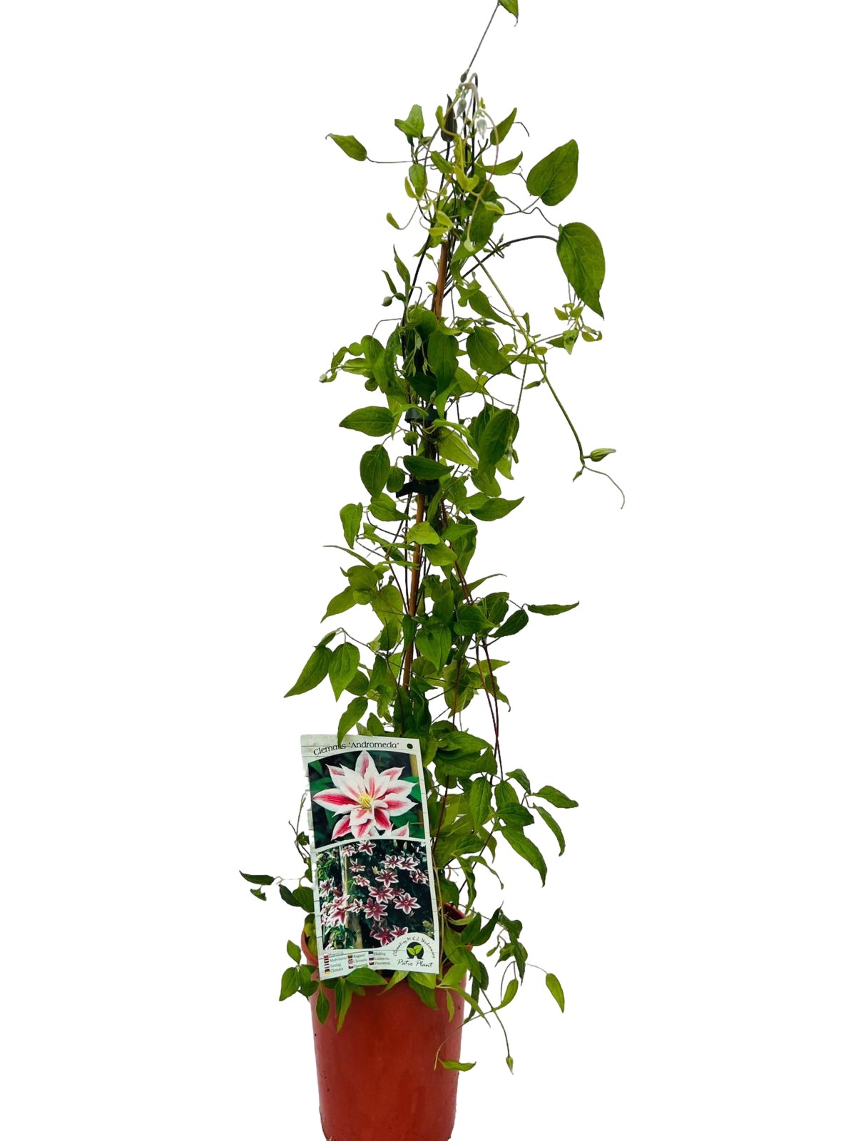 Clematis Andromeda (wielkokwiatowy) poj, 4L - obrazek 2