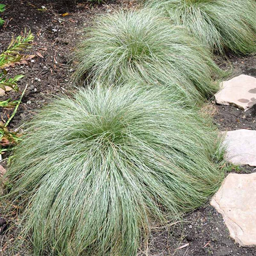 Turzyca włosista 'Frosted Curls' poj. 2L