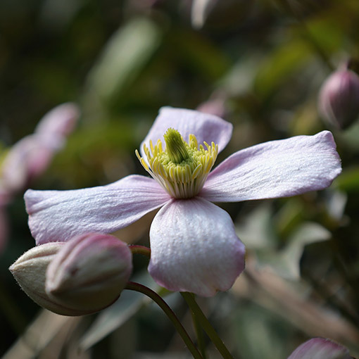 Clematis górski Montana ‘Tetrarose’ poj. P9/C1 - obrazek 2