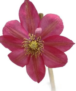 Clematis (wielkokwiatowy) 'Little Mermaid' poj, 4L - obrazek 6