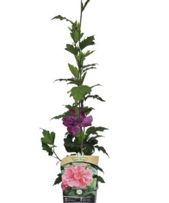 Ketmia syryjska (Hibiskus) ‘Sanchoyo’ poj, 2l - obrazek 3
