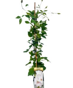 Clematis Henryi (wielkokwiatowy) poj, 2L - obrazek 5