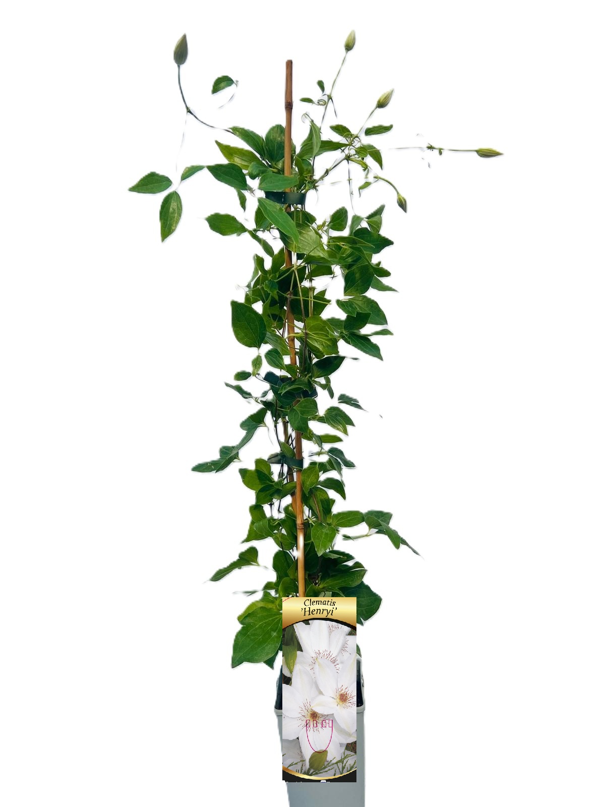 Clematis Henryi (wielkokwiatowy) poj, 2L - obrazek 5