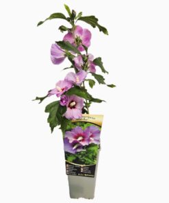 Ketmia syryjska (Hibiskus) 'Maike' poj, 2L - obrazek 3