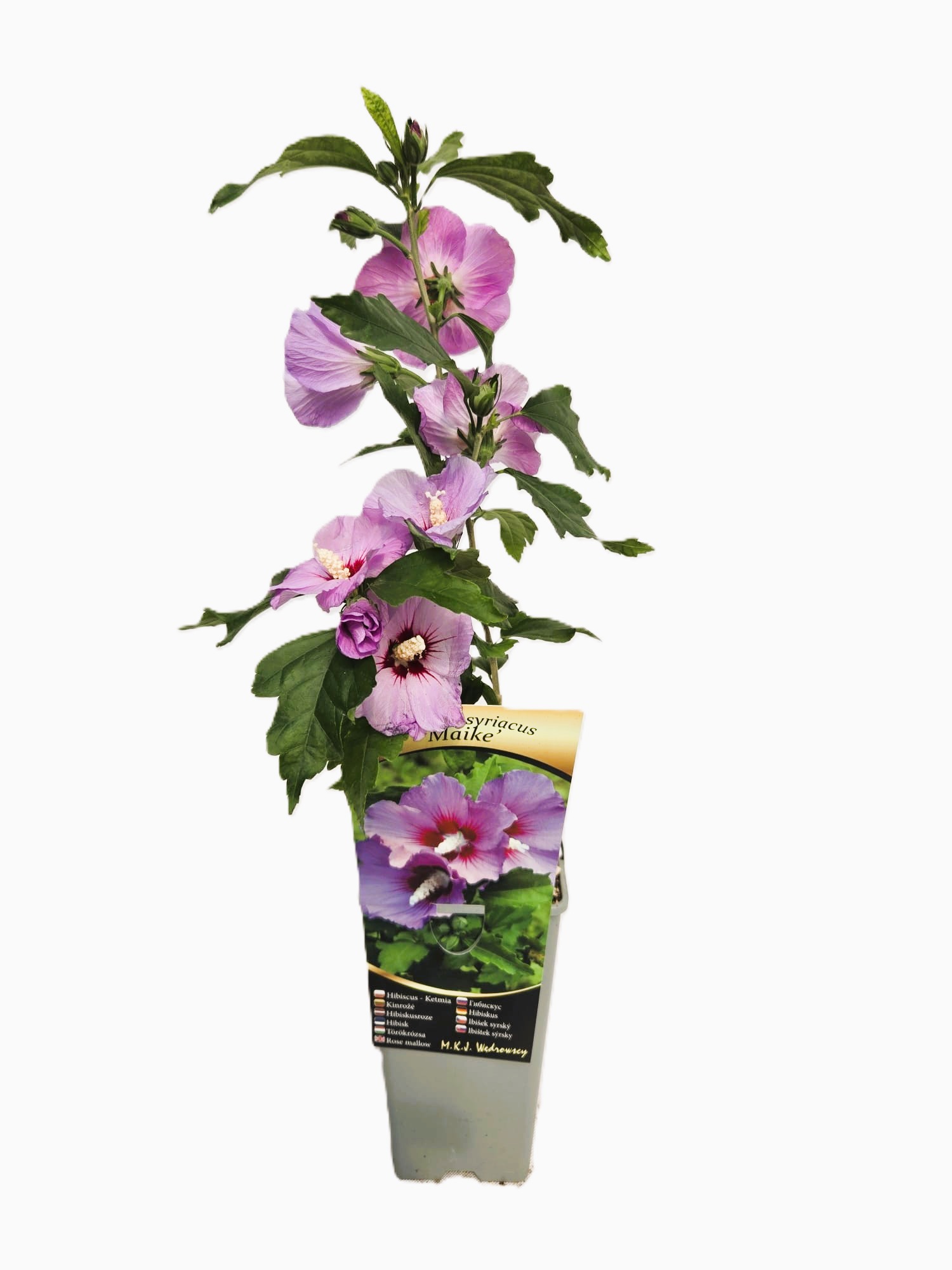 Ketmia syryjska (Hibiskus) 'Maike' poj, 2L - obrazek 3